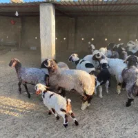 داشتی|حیوانات مزرعه|خنج, |دیوار