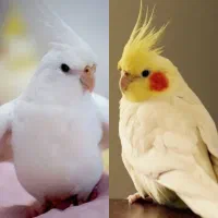عروس هلندی جفت مولد و بالغ