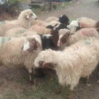 مغانی گوسفند پردیس وبومهن ورودهن زنده مرغوب