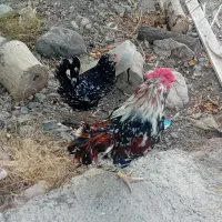 مرغ و خروس گلین