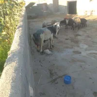 قوچ.بزری