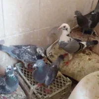 کفتر پلاکی ماده