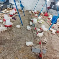 فروش عمده و خرده مرغ و اکبرجوجه ارگانیگ