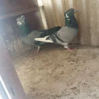 کفتر|پرنده|تهران, مطهری|دیوار