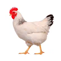 استخدام درمرغداری وجوجه کشی