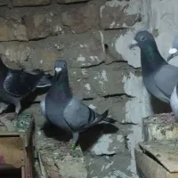 ۴ ماده هرچهارتا باهم دوملیون