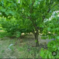 زمین-روستایی-مسکونی-سند-6دانگ-منطقه-خوش-آب-و-هوا
