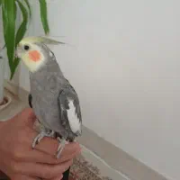 عروس هلندی نر