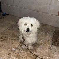 سگ پا کوتاه