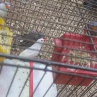 فنج نر ماده همراه تخم گذاری هم کرده