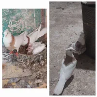 جفت تضمینی