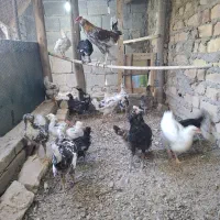 جوجه گلین و لری (نیمچه)