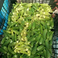 گوجه.فلفل.بامیه.بادمجان.بومی