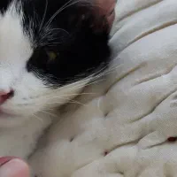 گربه