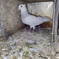 کبوتر