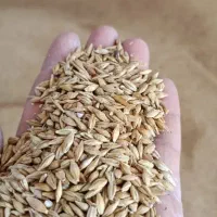 خریدار‌جو