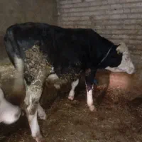 فروش گوساله سیمنتال نر