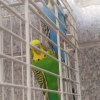 مرغ عشق یک جفت بالغ