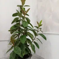 درختچه فیکوس ببری ۵ شاخه