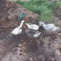 فروش غاز