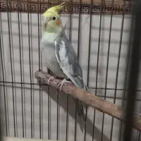 عروس هلندی
