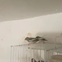 فنچ