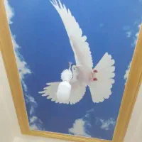 مود رنگ|صنایع دستی و سایر لوازم تزئینی|سوسنگرد, |دیوار