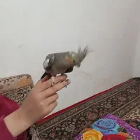 عروس هلندی