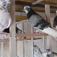 کفتر شمرونی  و دولابی
