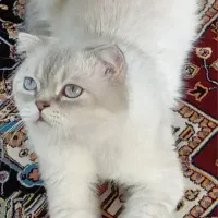 گربه اسکاتیش(نر) برای جفتگیری