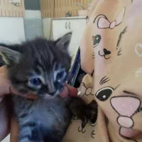 گربه خانگی  نژاد رگدال