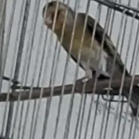 سهره قناری بخون حرفه ای