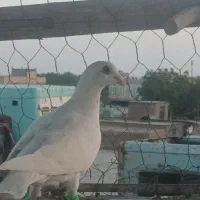 کبوتر