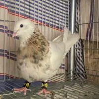 کبوتر طوقی و پلاکی همه روی تخم