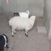 گوسفند قوچ