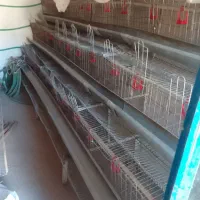 قفس مرغ تخم گزار