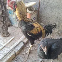 مرغ و خروس لاری