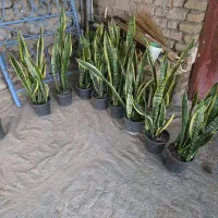 انواع گلهای زینتی
