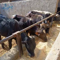 11راس‌گوساله‌نر‌دورگ‌میاندواب