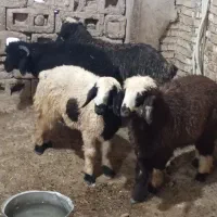 بره