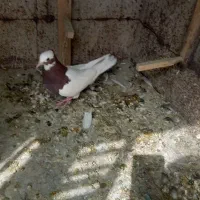 فروش کبوتر طوق سرخ ماده