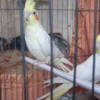 جفت نر عروس هلندی