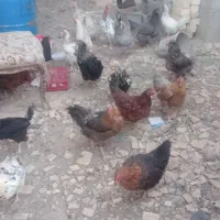 مرغ تخم کن بومی