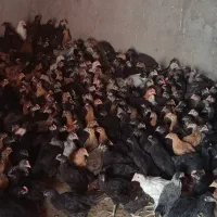 جوجه مرغ و خروس محلی  پنج ماه