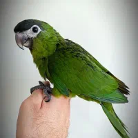 آرا هانس سرلاکی
