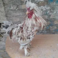 خروس گلین کاکولی پا پر