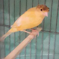 دو عدد قناری نر
