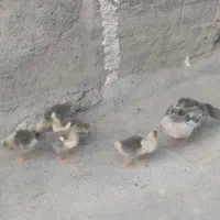 غاز