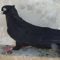 سیا آبادانی