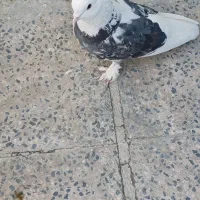 کفتر
